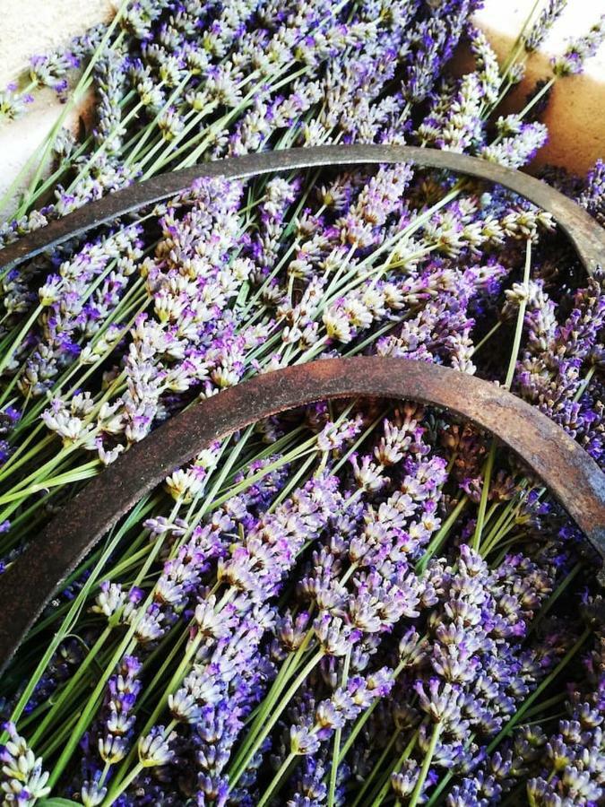 Lavender Dreams Hvar * Stari Grad (Hvar)
