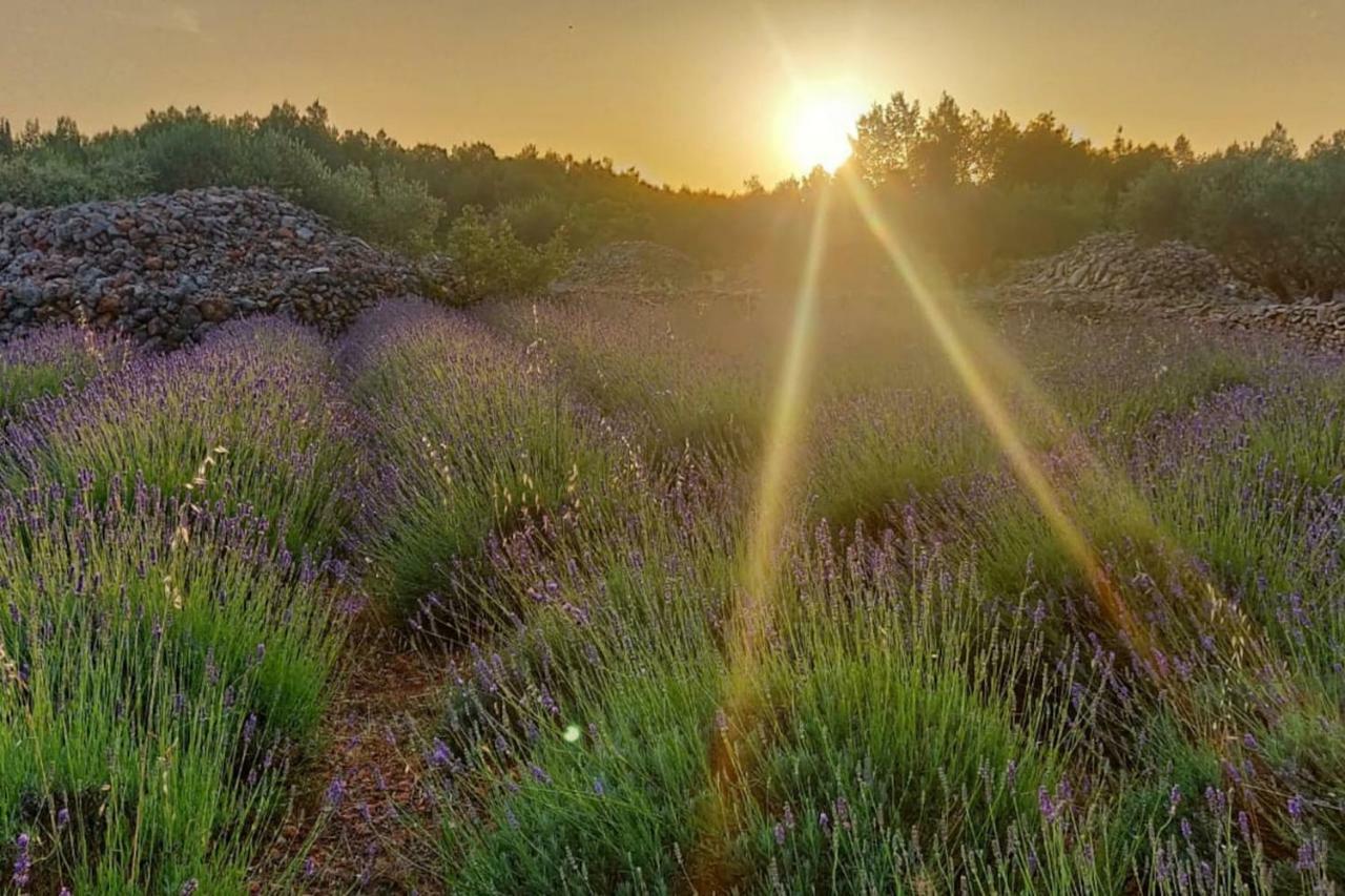 Lavender Dreams Hvar Stari Grad (Hvar)