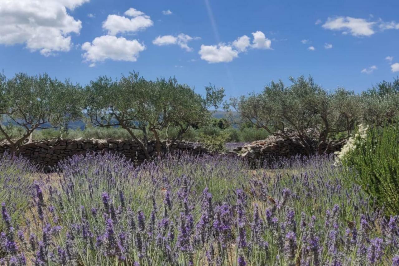 Casa vacanze Lavender Dreams Hvar *